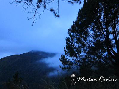 Kabut dibalik Pohon